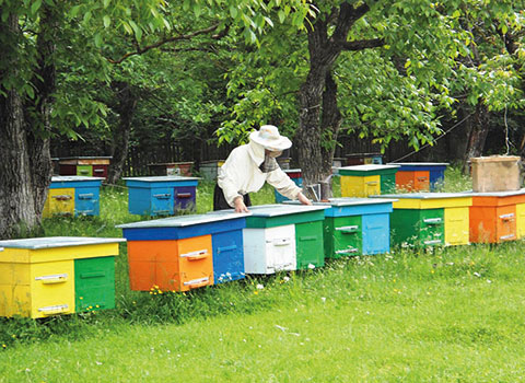 Пчеловодство. Смиловичский государственный аграрный колледж/